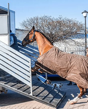 L'équipement du cheval et du cavalier - Proche d'Agen